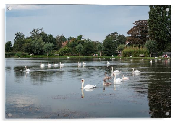 Majestic Swans in Thorpeness Acrylic by Wendy Williams CPAGB