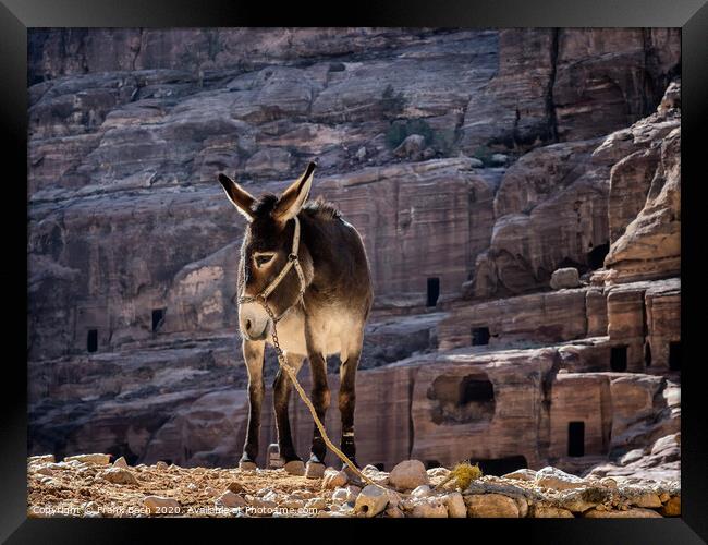 Donkey near the Shrine in Petra Framed Print by Frank Bach