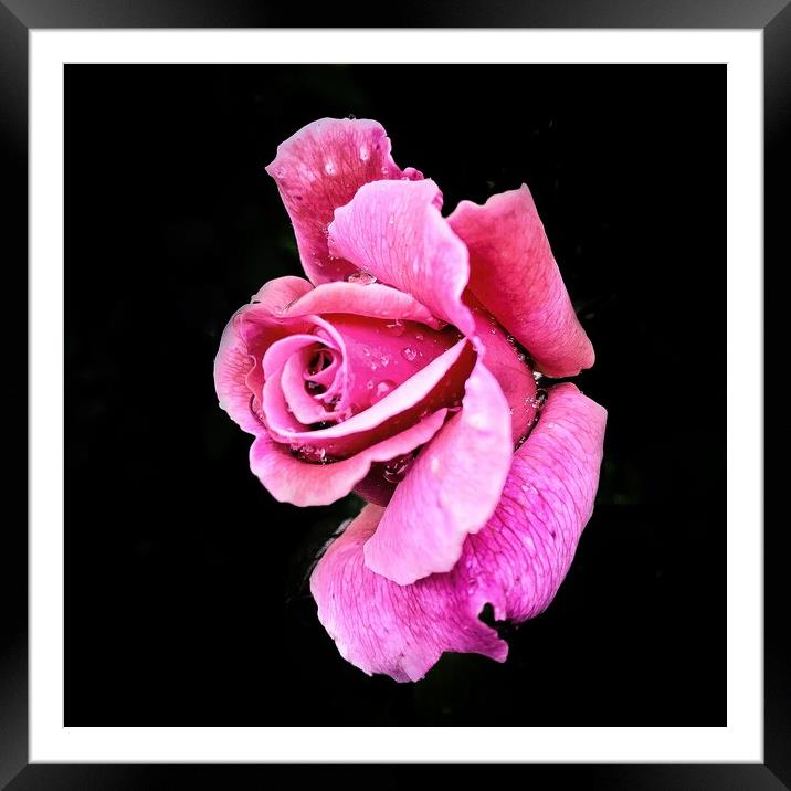 Abstract Rose  Framed Mounted Print by Rachael Hood