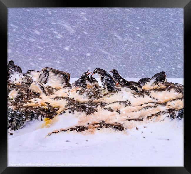 Snowing Gentoo Penguins Rookery Mikkelsen Harbor Antarctica Framed Print by William Perry