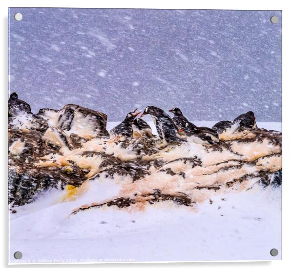 Snowing Gentoo Penguins Rookery Mikkelsen Harbor Antarctica Acrylic by William Perry