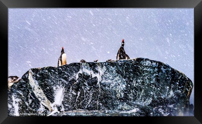 Snowing Gentoo Penguins Crying Rookery Mikkelsen Harbor Antarctica Framed Print by William Perry