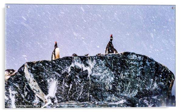 Snowing Gentoo Penguins Crying Rookery Mikkelsen Harbor Antarctica Acrylic by William Perry
