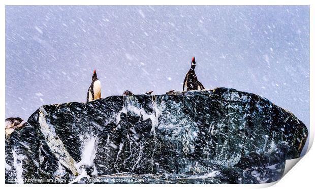 Snowing Gentoo Penguins Crying Rookery Mikkelsen Harbor Antarctica Print by William Perry