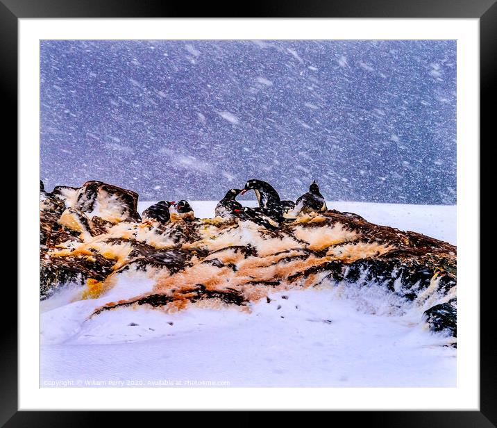 Snowing Gentoo Penguins Rookery Mikkelsen Harbor Antarctica Framed Mounted Print by William Perry