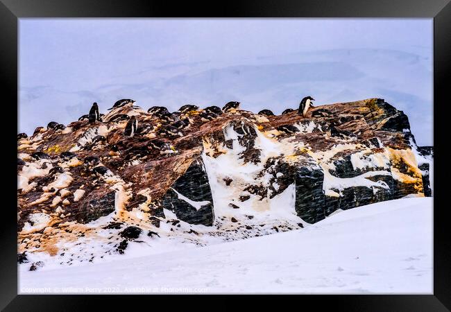 Snowing Gentoo Penguins Rookery Mikkelsen Harbor Antarctica Framed Print by William Perry