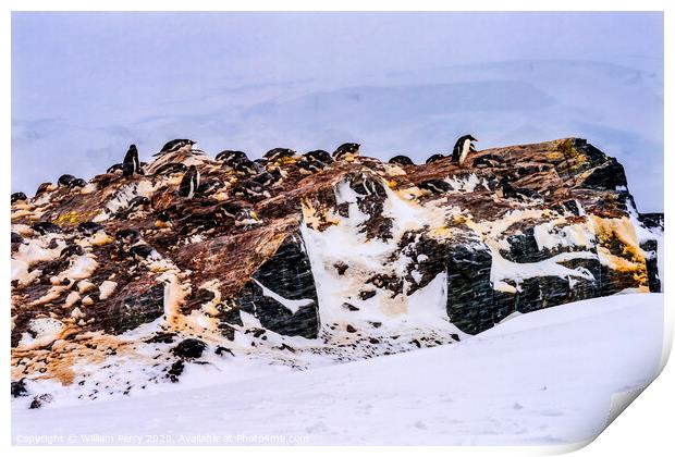 Snowing Gentoo Penguins Rookery Mikkelsen Harbor Antarctica Print by William Perry
