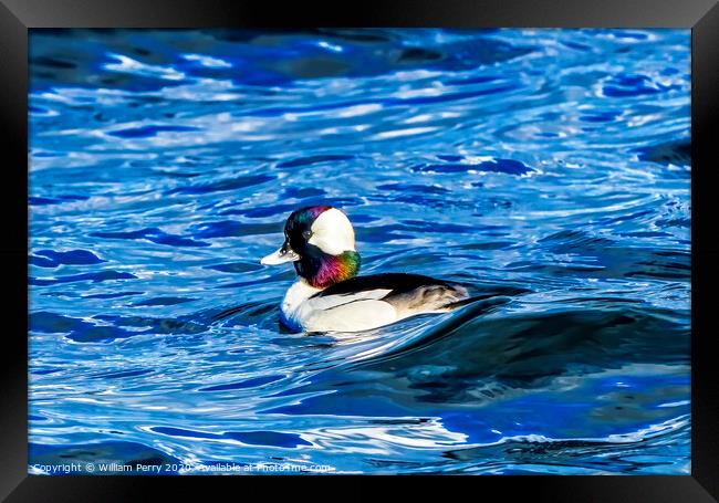 Bufflehead Duck Lake Washington Bellevue Framed Print by William Perry