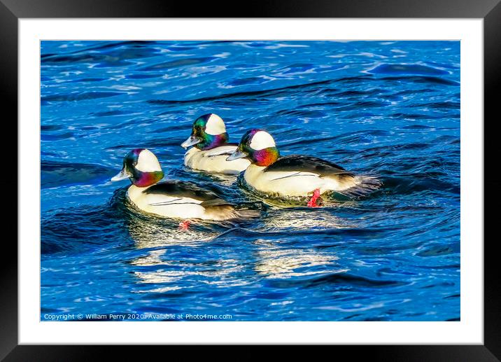 Bufflehead Ducks Lake Washington Bellevue Framed Mounted Print by William Perry
