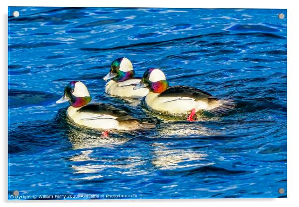 Bufflehead Ducks Lake Washington Bellevue Acrylic by William Perry