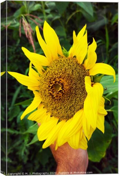 Plant of sunflower Canvas Print by M. J. Photography