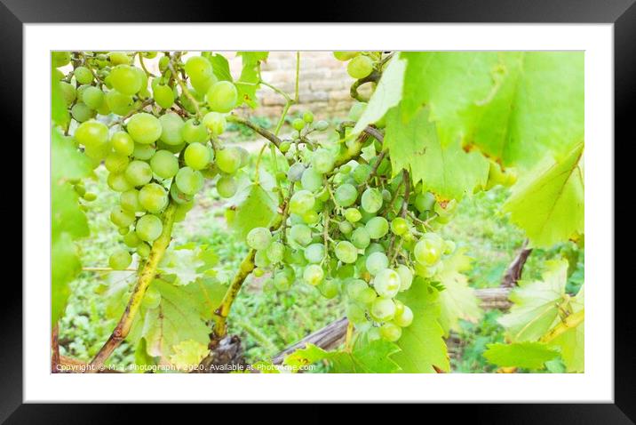 Plant of grapes Framed Mounted Print by M. J. Photography