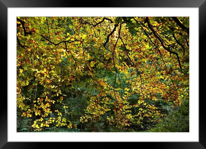 Sunlit Beech leaves, Cotswold Woodland Broadway woods  Gloucestershire Framed Mounted Print by Simon Johnson