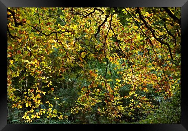 Sunlit Beech leaves, Cotswold Woodland Broadway woods  Gloucestershire Framed Print by Simon Johnson