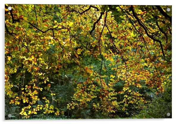 Sunlit Beech leaves, Cotswold Woodland Broadway woods  Gloucestershire Acrylic by Simon Johnson