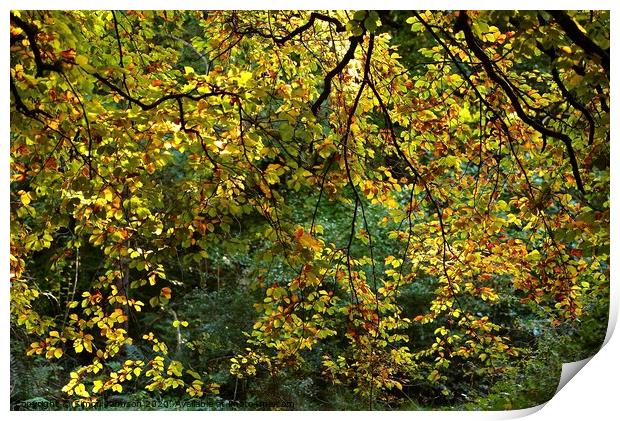 Sunlit Beech leaves, Cotswold Woodland Broadway woods  Gloucestershire Print by Simon Johnson