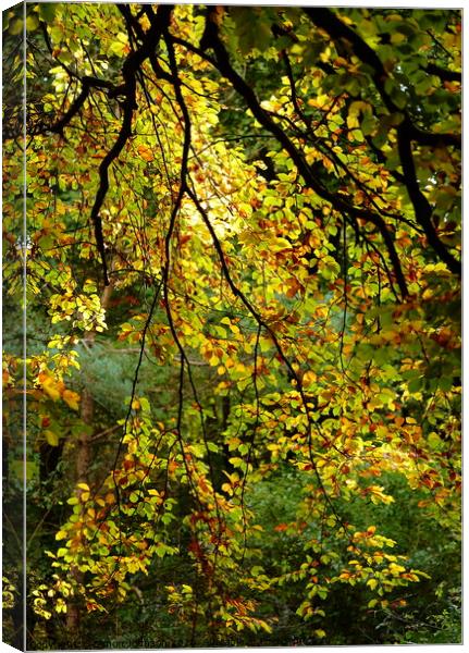 Sunlit Beech Leaf cutain Canvas Print by Simon Johnson