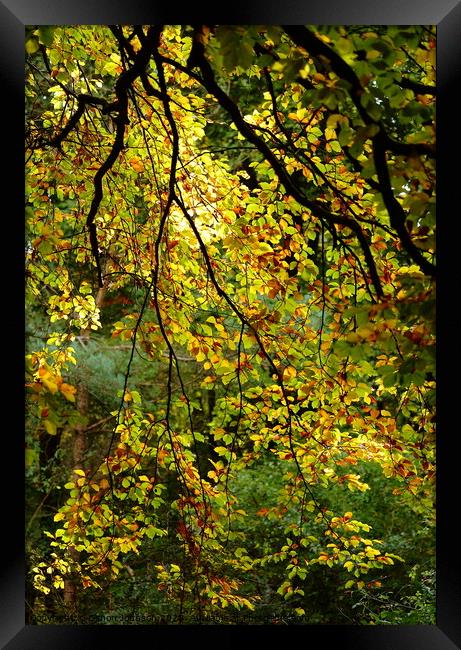 Sunlit Beech Leaf cutain Framed Print by Simon Johnson