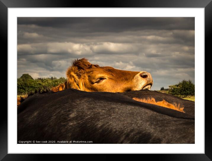comfy cow Framed Mounted Print by kevin cook