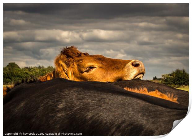 comfy cow Print by kevin cook