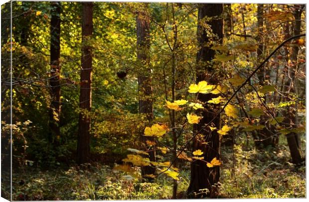 Sunlit autumn Woodland Canvas Print by Simon Johnson