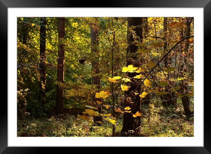 Sunlit autumn Woodland Framed Mounted Print by Simon Johnson