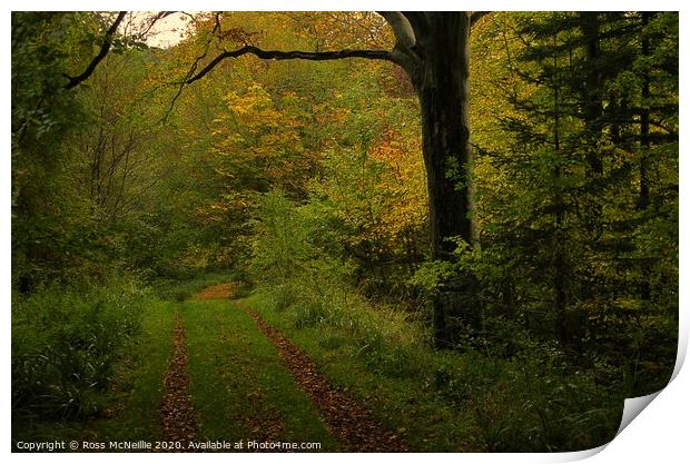 Autumn Trail Print by Ross McNeillie