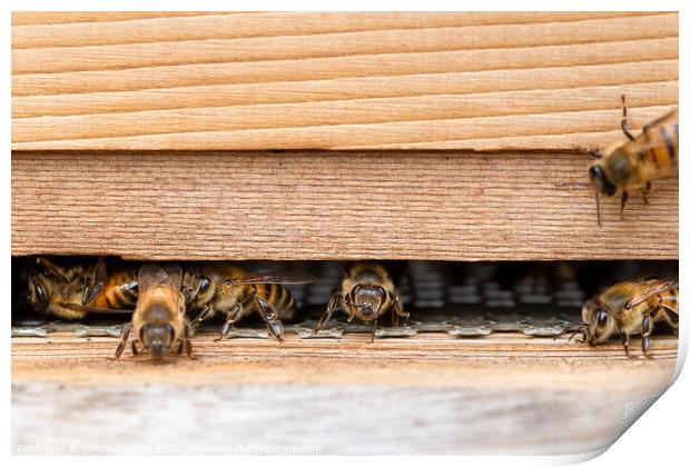 Western honey bees at the entrance of a wooden beehive Print by Milton Cogheil