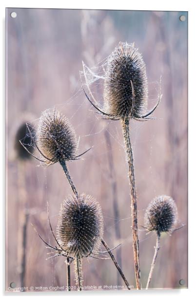 Teasels covered in wet spiders cobweb Acrylic by Milton Cogheil