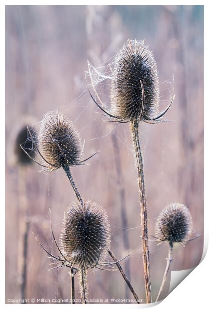 Teasels covered in wet spiders cobweb Print by Milton Cogheil