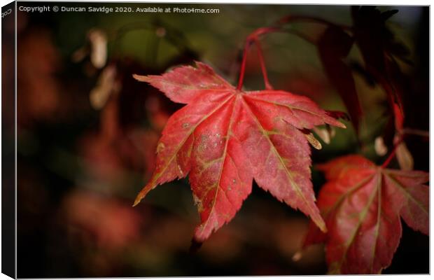 Autumn red Plant leaves Canvas Print by Duncan Savidge