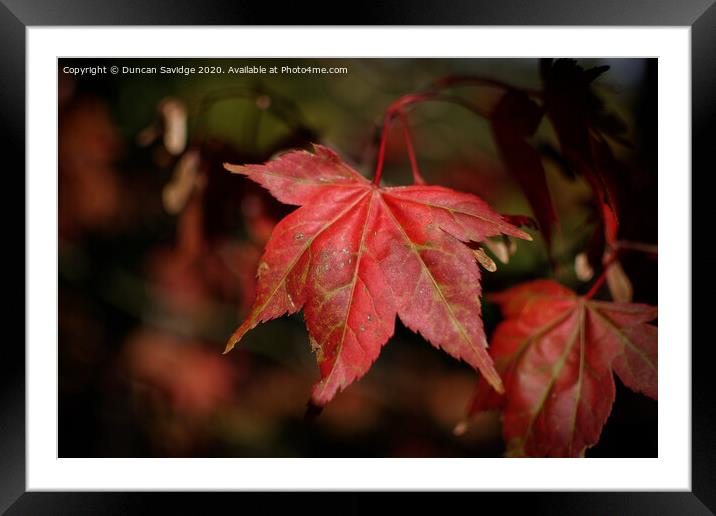 Autumn red Plant leaves Framed Mounted Print by Duncan Savidge