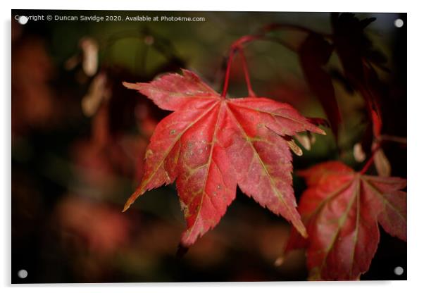 Autumn red Plant leaves Acrylic by Duncan Savidge