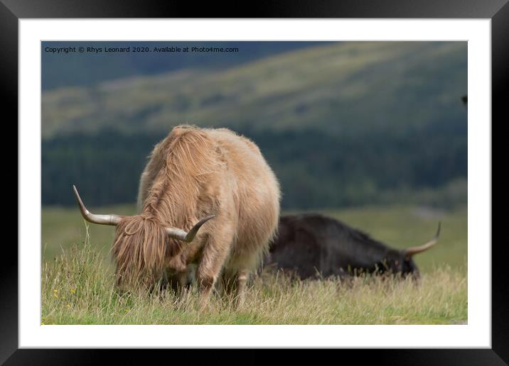 Isle of Mull highland cattle grazing. Framed Mounted Print by Rhys Leonard