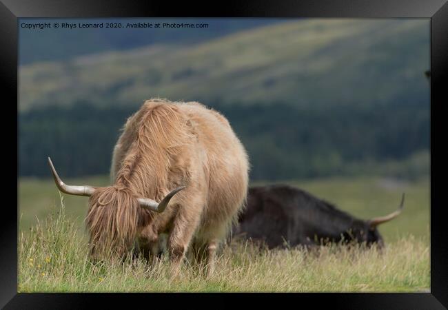 Isle of Mull highland cattle grazing. Framed Print by Rhys Leonard