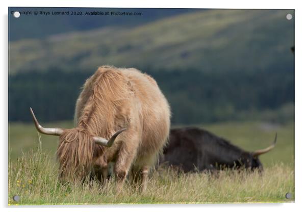 Isle of Mull highland cattle grazing. Acrylic by Rhys Leonard
