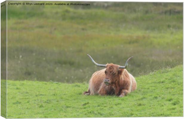 Lone brown orange male highland bull sits down, lying on luscious green grass. Canvas Print by Rhys Leonard
