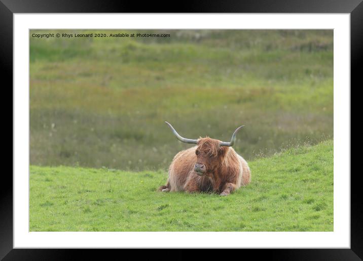 Lone brown orange male highland bull sits down, lying on luscious green grass. Framed Mounted Print by Rhys Leonard