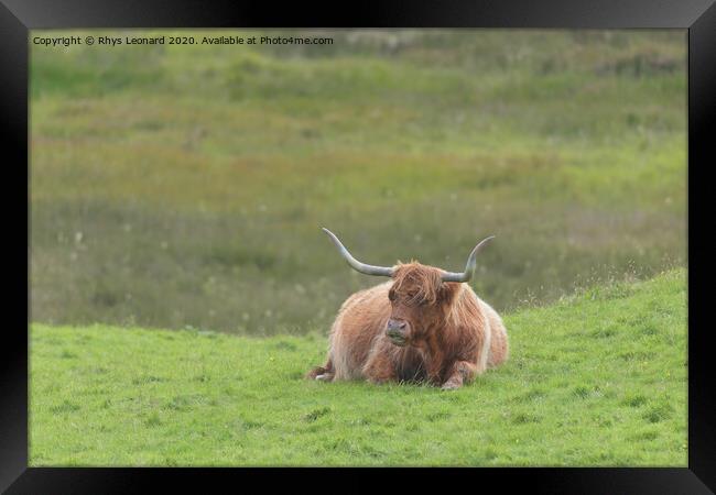 Lone brown orange male highland bull sits down, lying on luscious green grass. Framed Print by Rhys Leonard