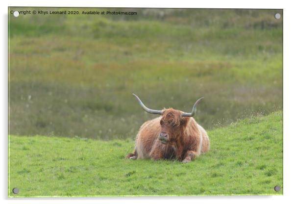 Lone brown orange male highland bull sits down, lying on luscious green grass. Acrylic by Rhys Leonard
