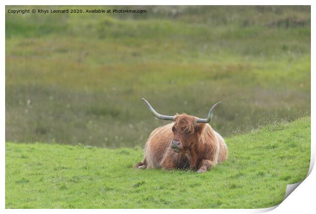 Lone brown orange male highland bull sits down, lying on luscious green grass. Print by Rhys Leonard