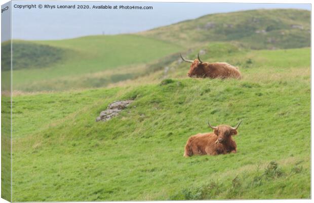 Two male highland cattle bulls lye amongst windswept grass, one chews, one on a mound. Canvas Print by Rhys Leonard