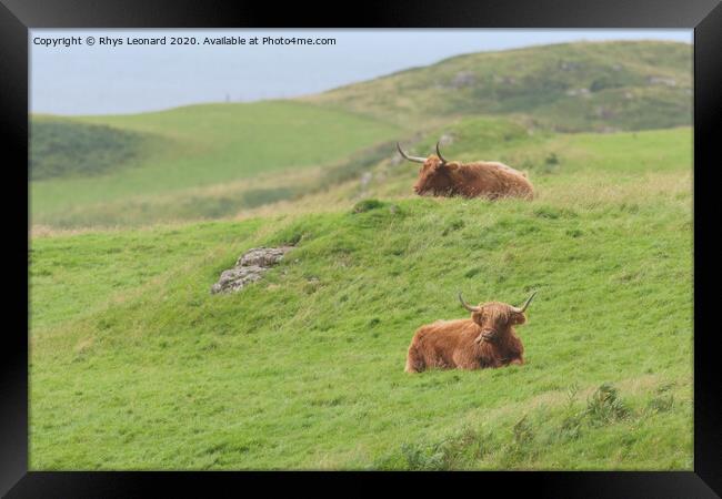 Two male highland cattle bulls lye amongst windswept grass, one chews, one on a mound. Framed Print by Rhys Leonard