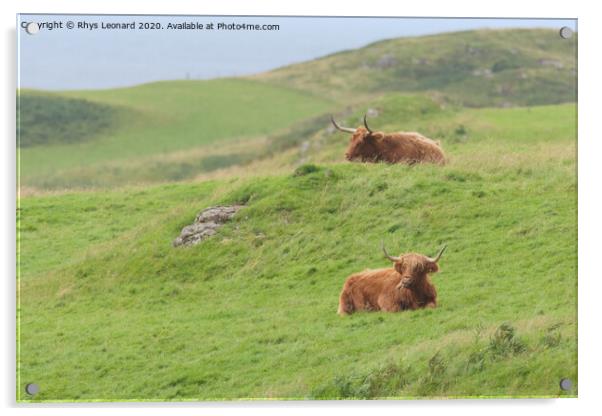 Two male highland cattle bulls lye amongst windswept grass, one chews, one on a mound. Acrylic by Rhys Leonard