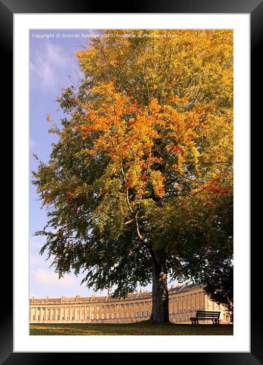 Autumn tree at the Royal Crescent Bath Framed Mounted Print by Duncan Savidge