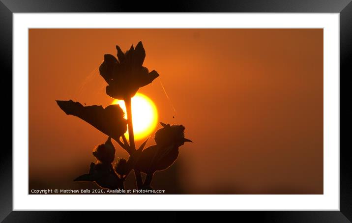 Sunset flower Framed Mounted Print by Matthew Balls
