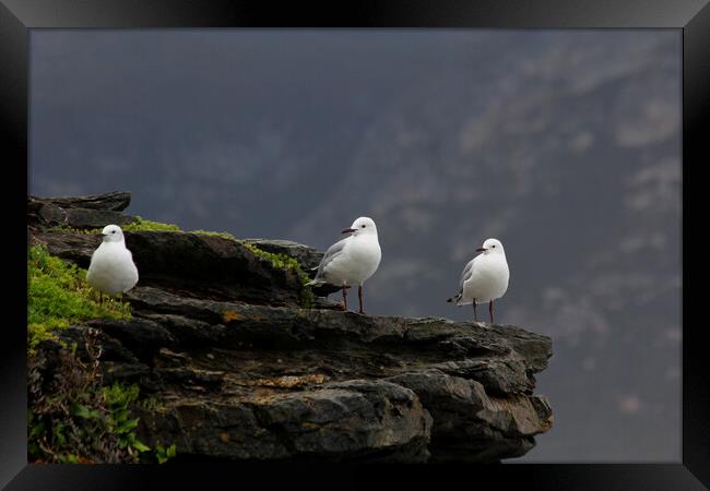 Three Little Birds on a Rock Framed Print by Jeremy Hayden