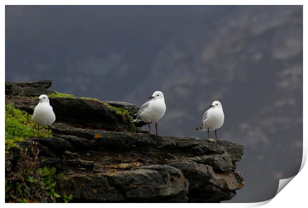 Three Little Birds on a Rock Print by Jeremy Hayden