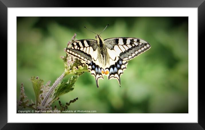 Swallow Tale Butterfly Framed Mounted Print by Matthew Balls
