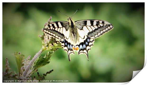 Swallow Tale Butterfly Print by Matthew Balls